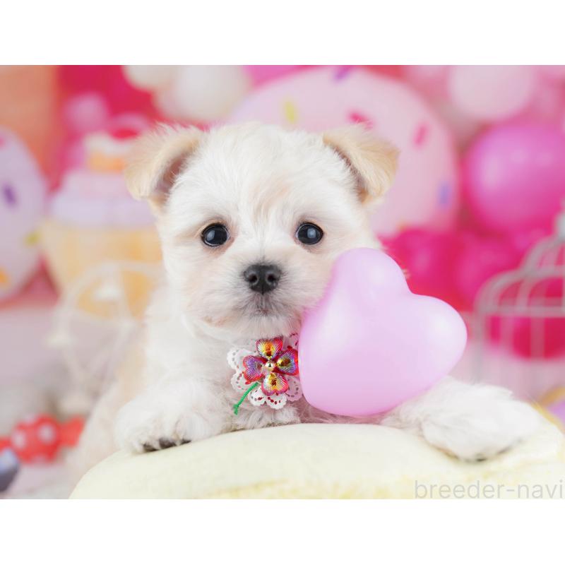 販売中の神奈川県のチワマル:チワワ×マルチーズ-444579の14枚目