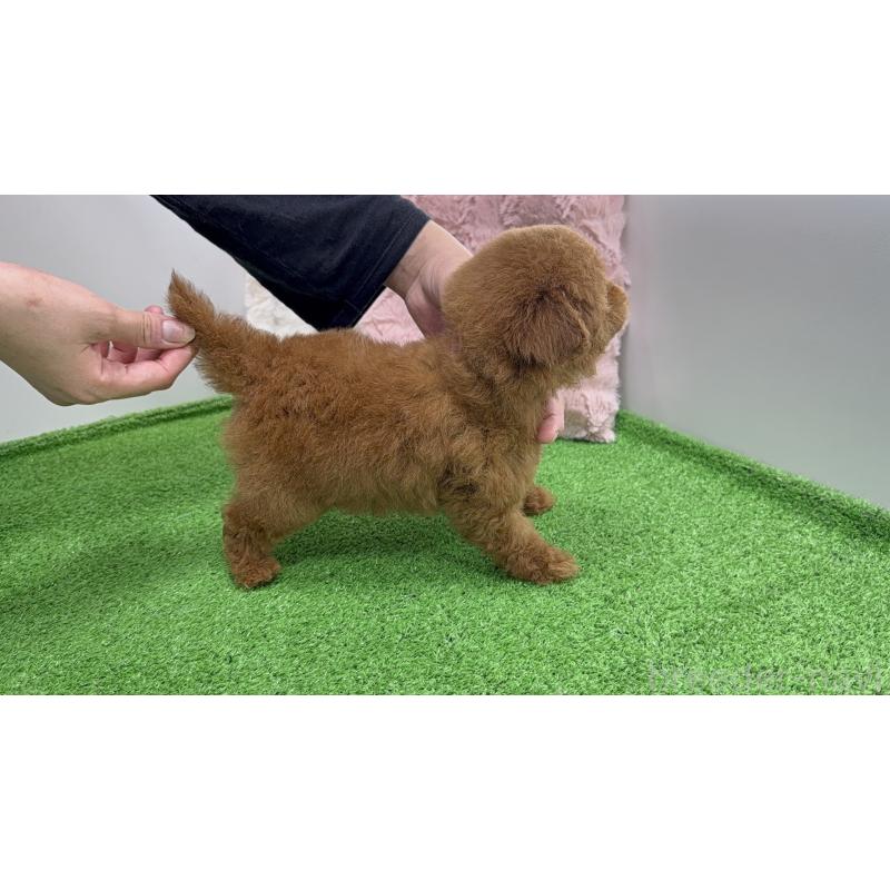 販売中の新潟県のティーカッププードル-444580の8枚目