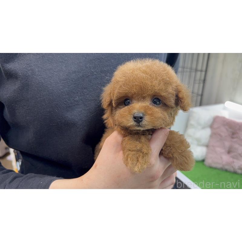 販売中の新潟県のティーカッププードル-444580の7枚目