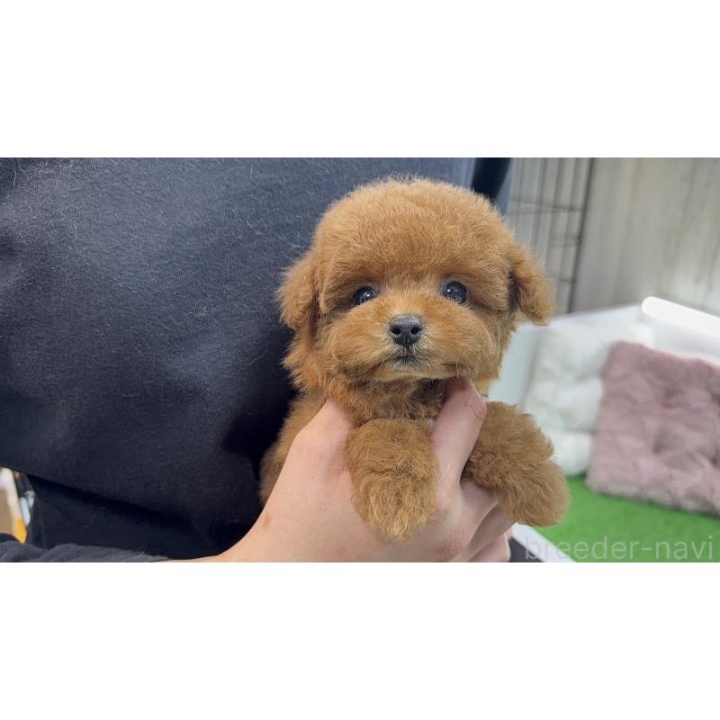 販売中の新潟県のティーカッププードル-444580の6枚目