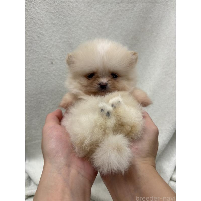 販売中の東京都のポメラニアン-436548の5枚目