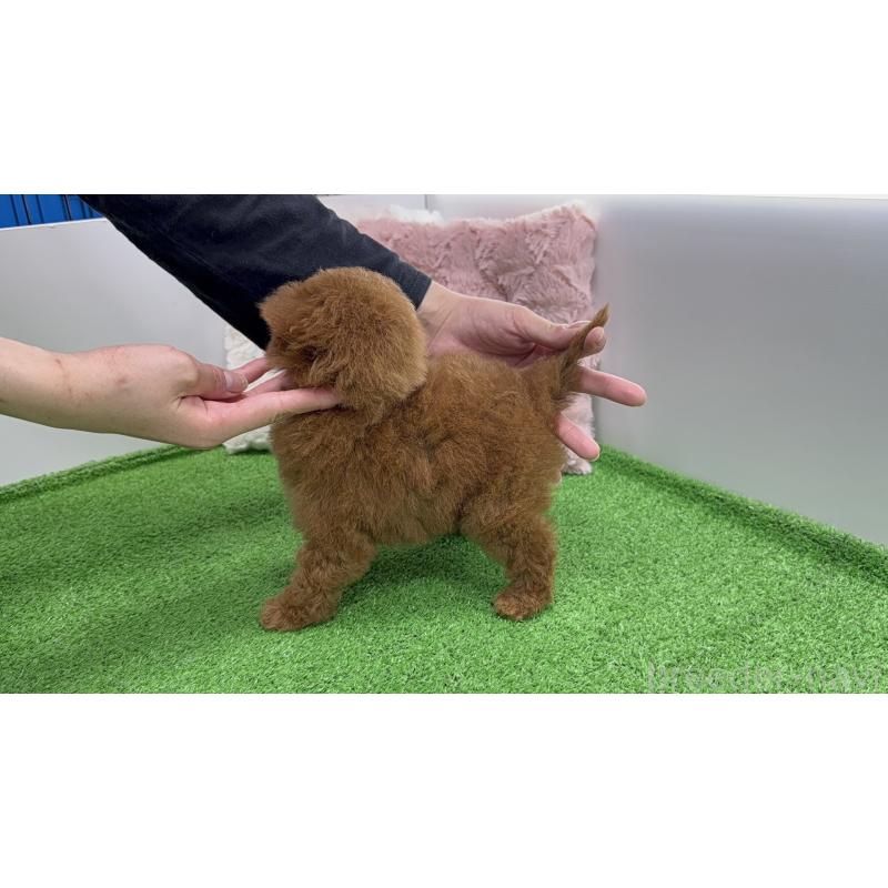 販売中の新潟県のティーカッププードル-444580の4枚目