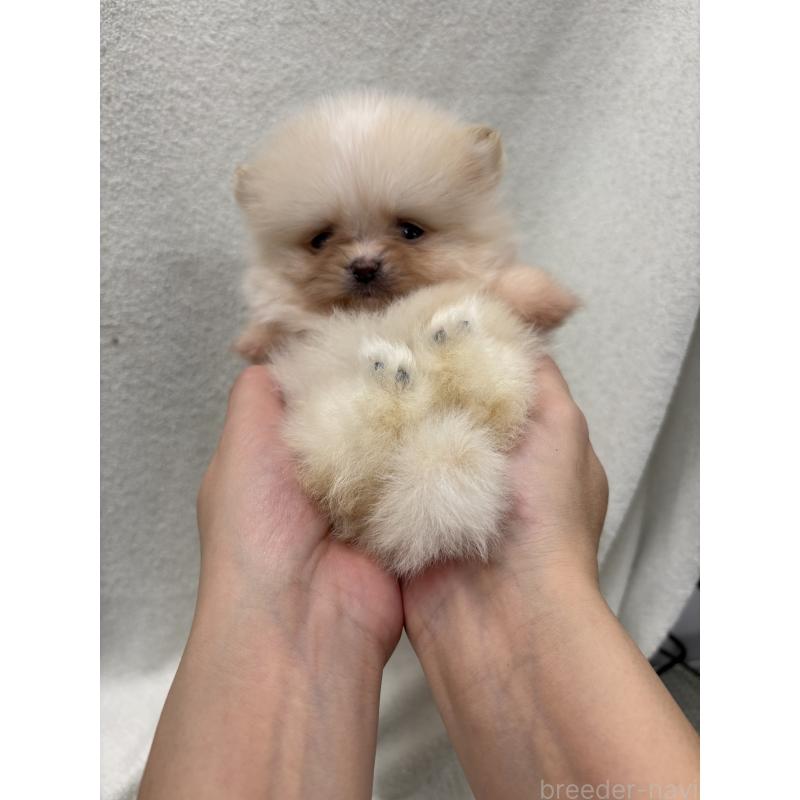 販売中の東京都のポメラニアン-436548の4枚目