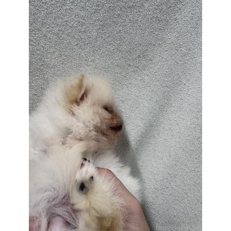 販売中の東京都のポメラニアン-436548の3枚目