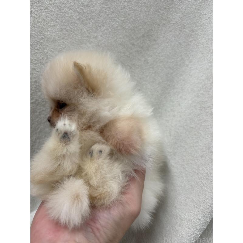 販売中の東京都のポメラニアン-436548の2枚目