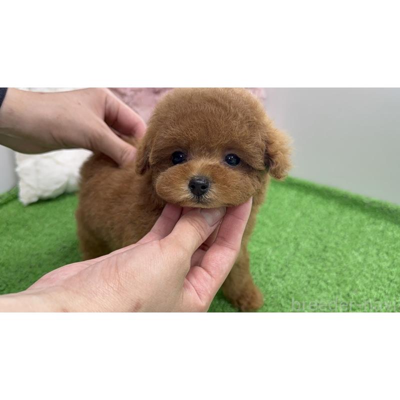 販売中の東京都のティーカッププードル-444581の9枚目