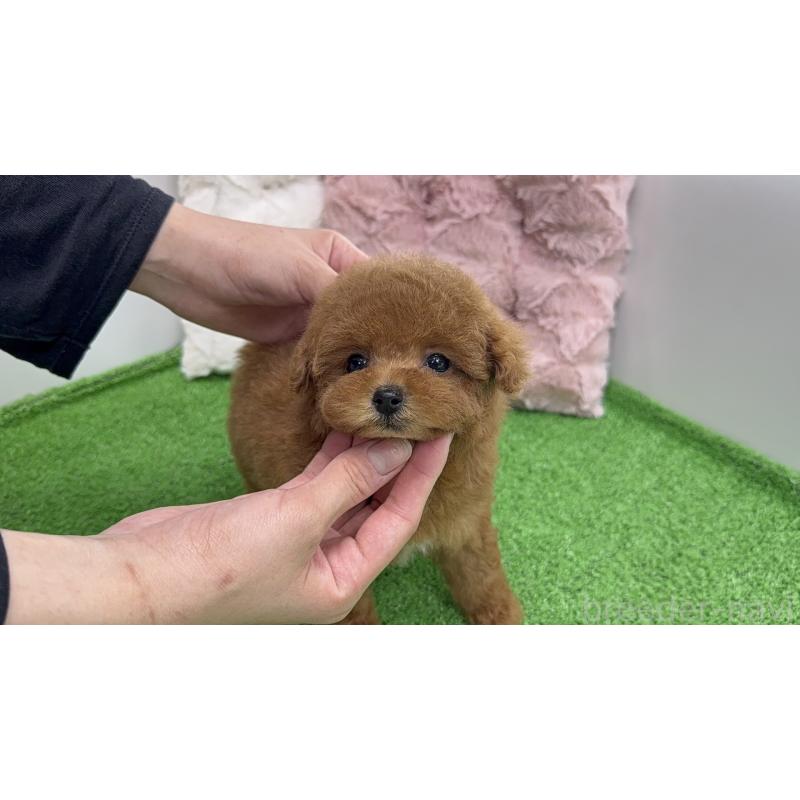 販売中の東京都のティーカッププードル-444581の8枚目