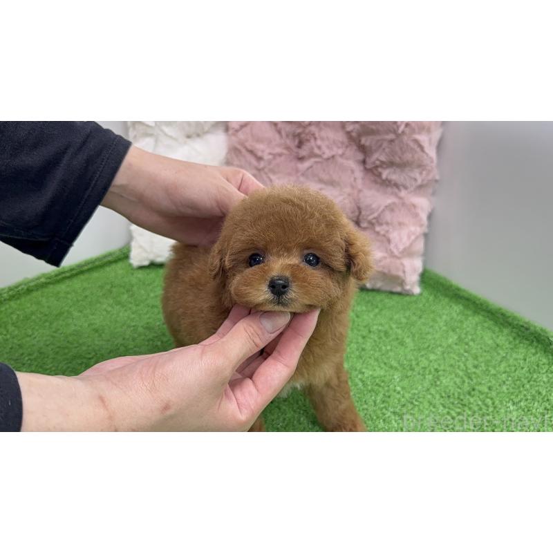 販売中の東京都のティーカッププードル-444581の6枚目