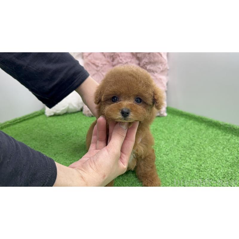 販売中の東京都のティーカッププードル-444581の3枚目