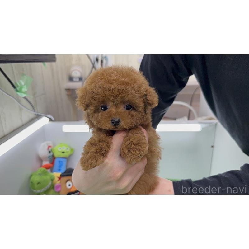 販売中の新潟県のティーカッププードル-444670の4枚目