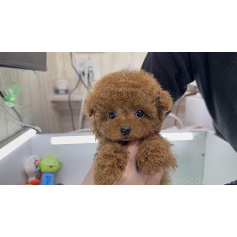 販売中の新潟県のティーカッププードル-444670の2枚目