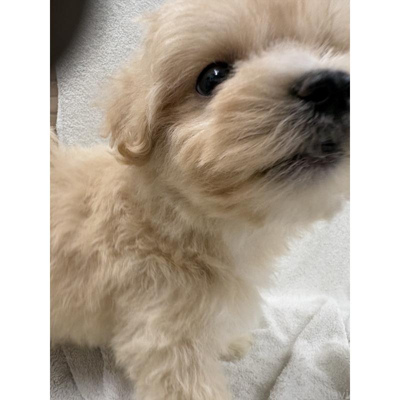 販売中の東京都のマルプー:マルチーズ×トイプードル-436546の8枚目