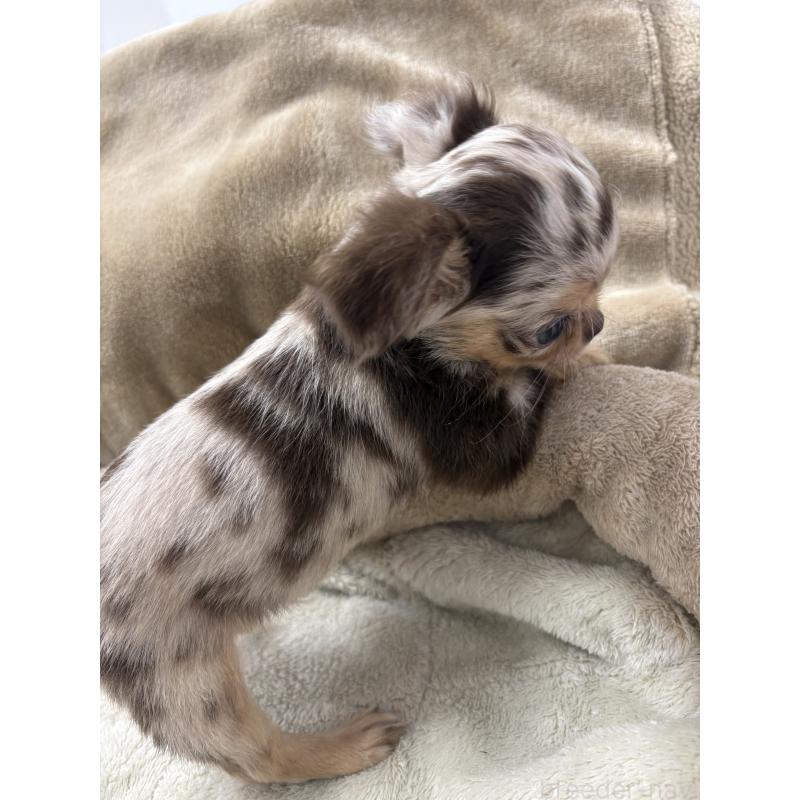 販売中の東京都のチワワ(ロングコート)-435836の2枚目