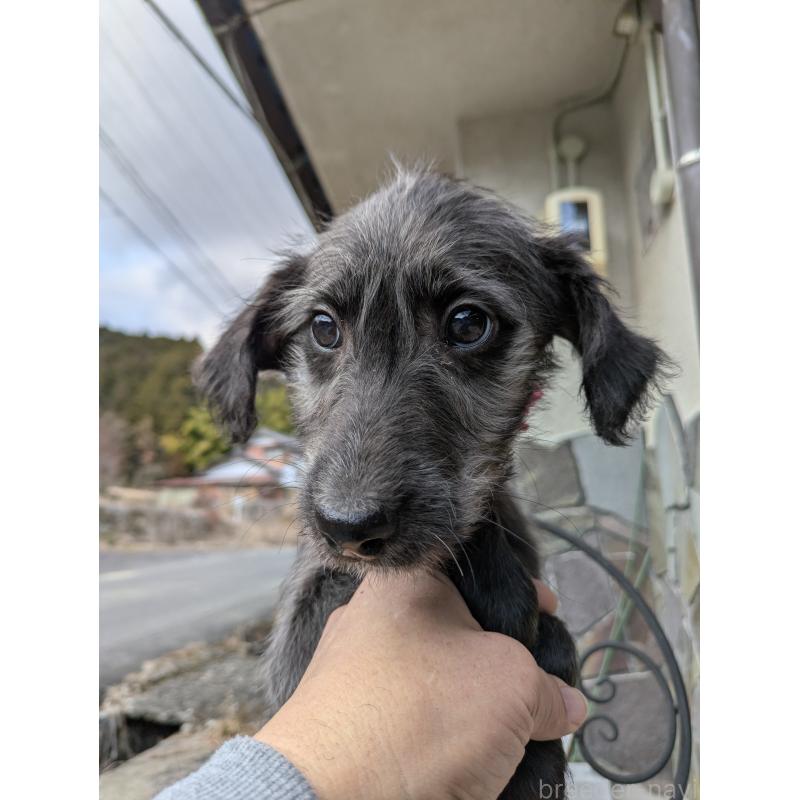 販売中の岐阜県のミックス犬-444583の9枚目