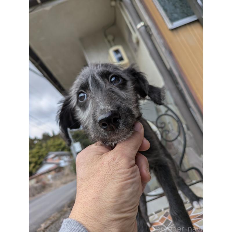 販売中の岐阜県のミックス犬-444583の8枚目