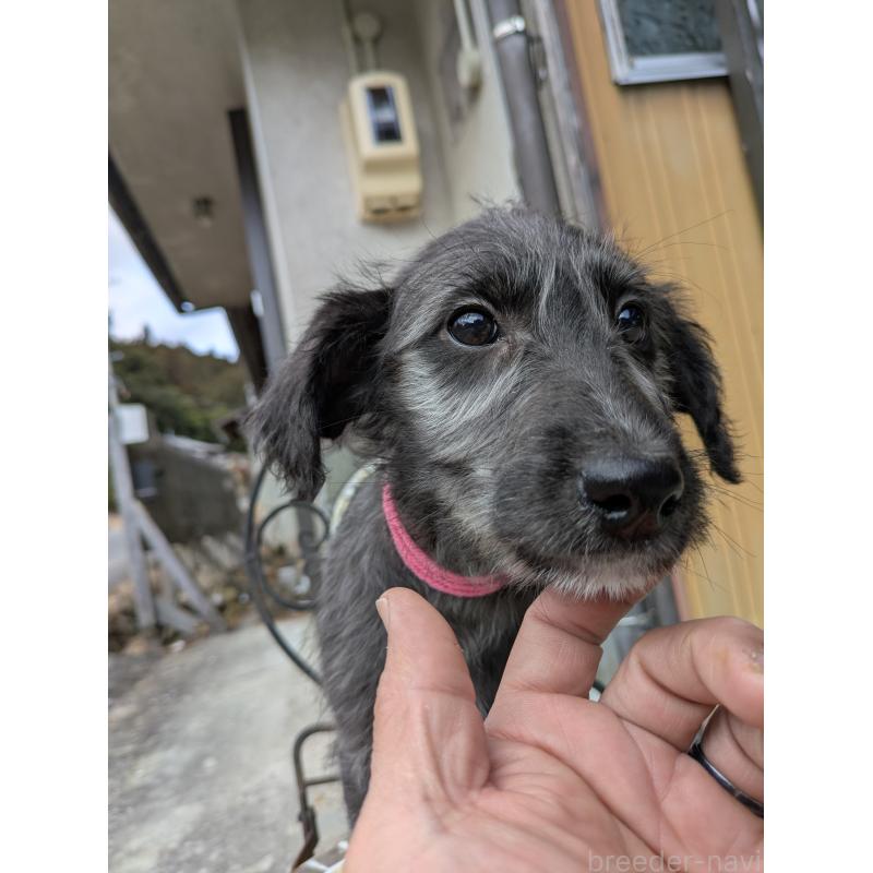 販売中の岐阜県のミックス犬-444583の7枚目