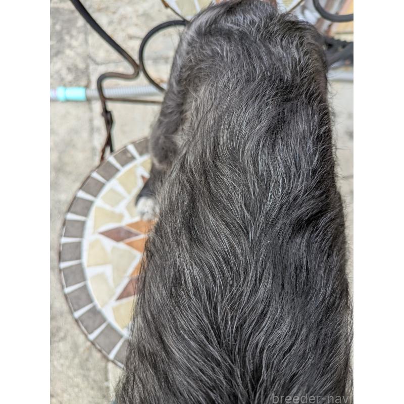 販売中の岐阜県のミックス犬-444583の5枚目