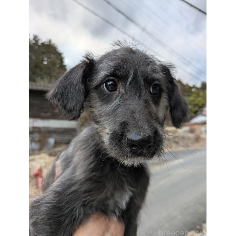 販売中の岐阜県のミックス犬-444583の4枚目