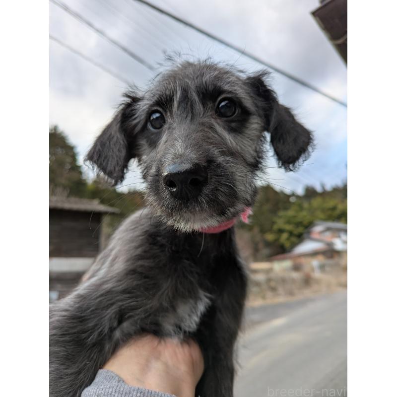 販売中の岐阜県のミックス犬-444583の3枚目