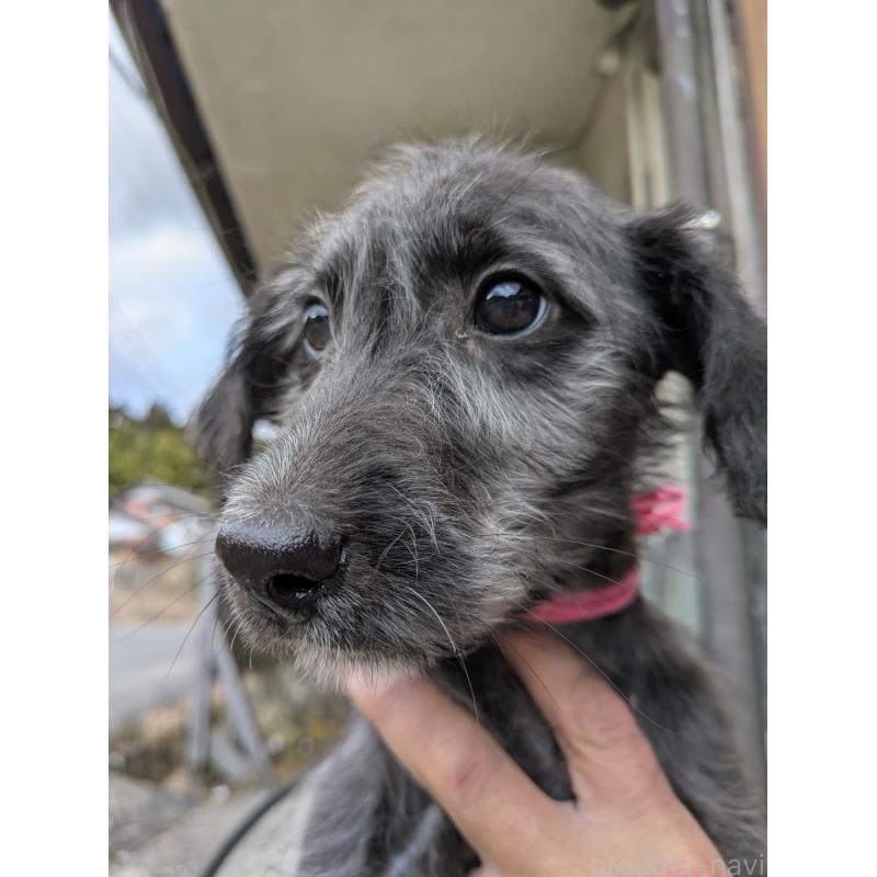 販売中の岐阜県のミックス犬-444583の2枚目