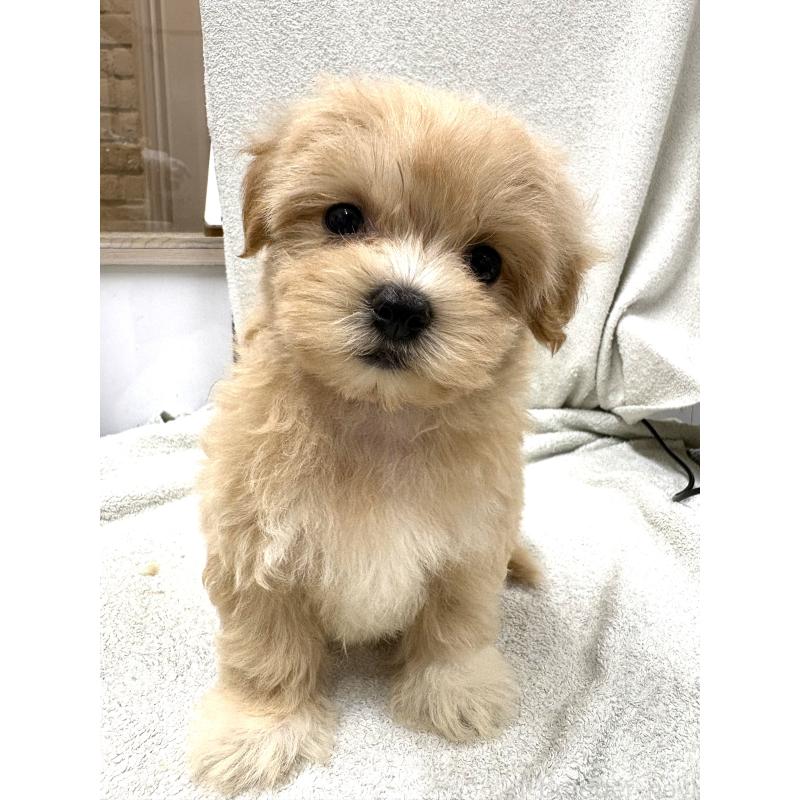 販売中の東京都のマルプー:マルチーズ×トイプードル-435840の7枚目