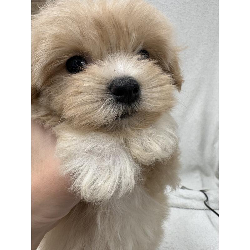 販売中の東京都のマルプー:マルチーズ×トイプードル-435840の6枚目