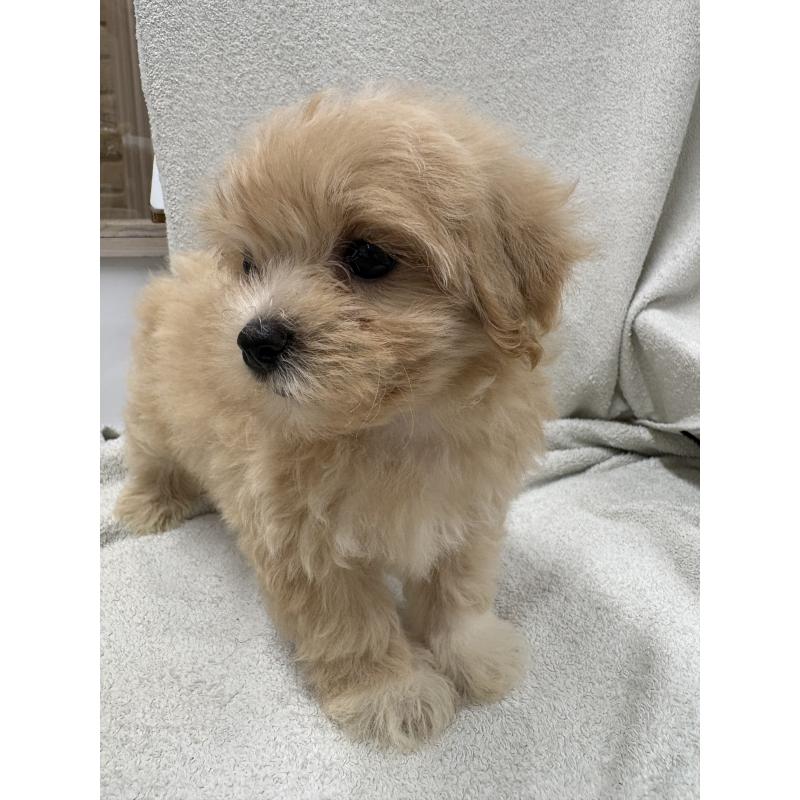 販売中の東京都のマルプー:マルチーズ×トイプードル-435840の5枚目