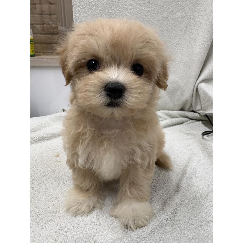 販売中の東京都のマルプー:マルチーズ×トイプードル-435840の4枚目