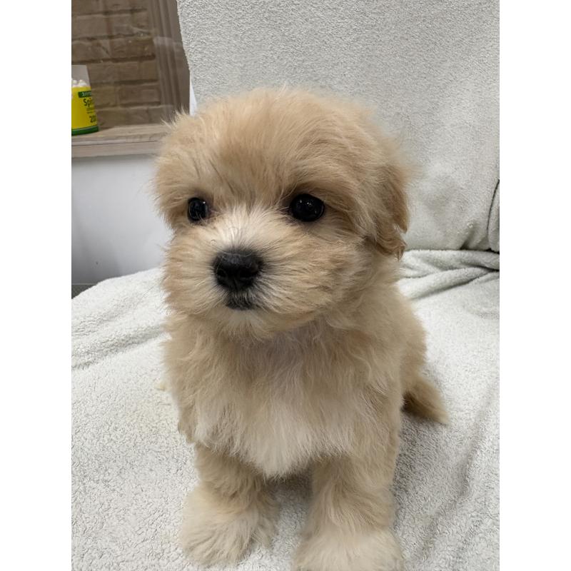 販売中の東京都のマルプー:マルチーズ×トイプードル-435840の2枚目