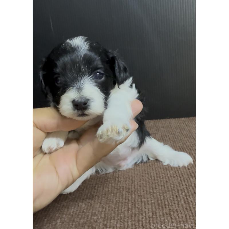 販売中の福岡県のヨープー:ヨークシャーテリア×トイプードル-444584の3枚目