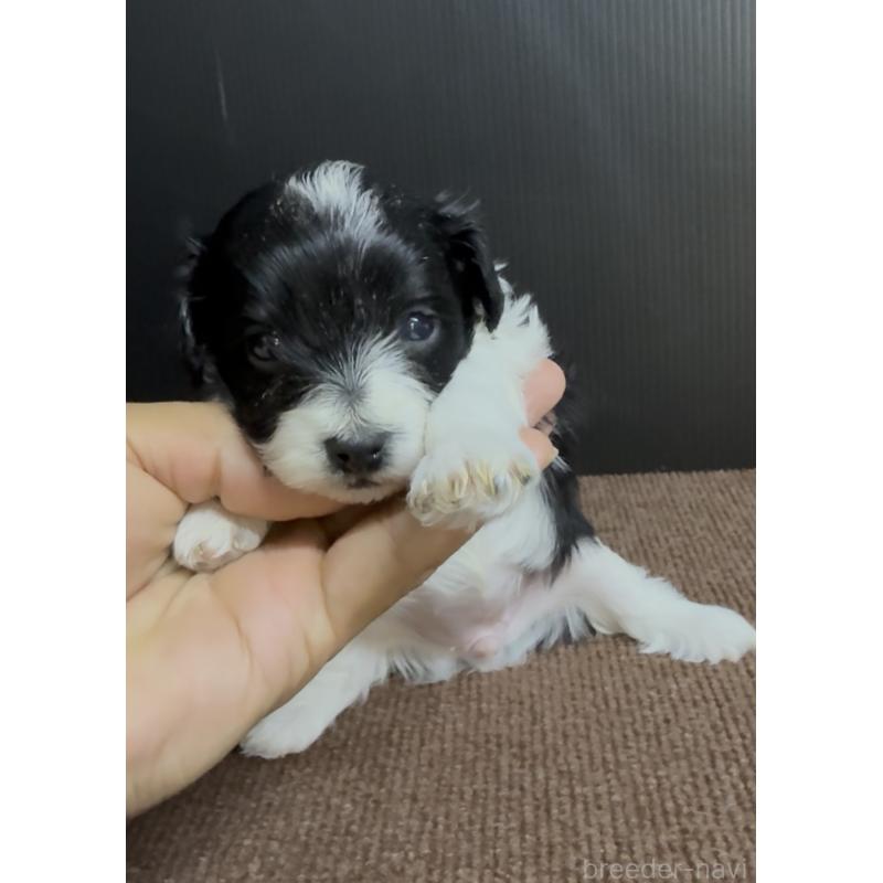 販売中の福岡県のヨープー:ヨークシャーテリア×トイプードル-444584の2枚目