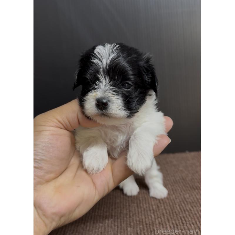 販売中の福岡県のマルプー:マルチーズ×トイプードル-444590の5枚目