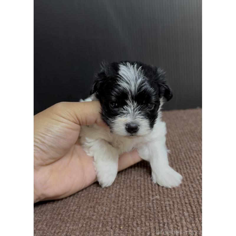 販売中の福岡県のマルプー:マルチーズ×トイプードル-444590の2枚目