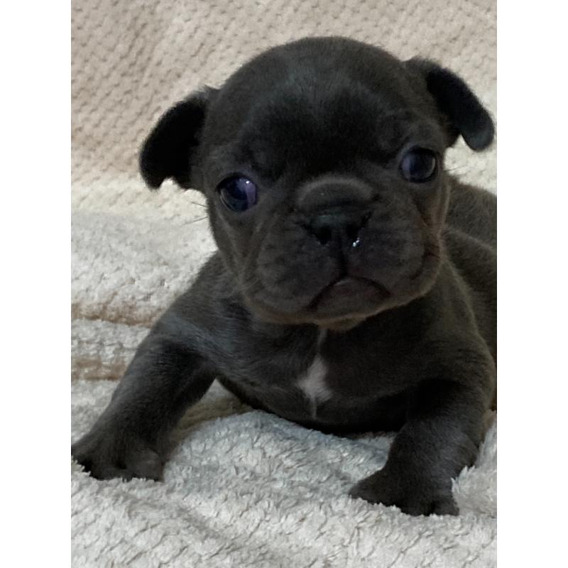 販売中の埼玉県のフレンチブルドッグ-444592の4枚目