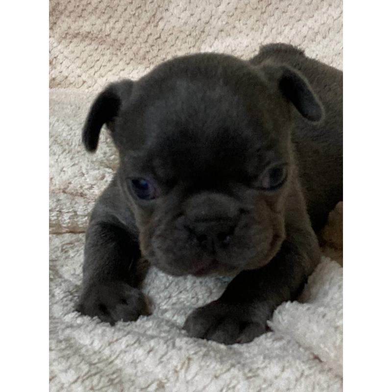 販売中の埼玉県のフレンチブルドッグ-444592の2枚目