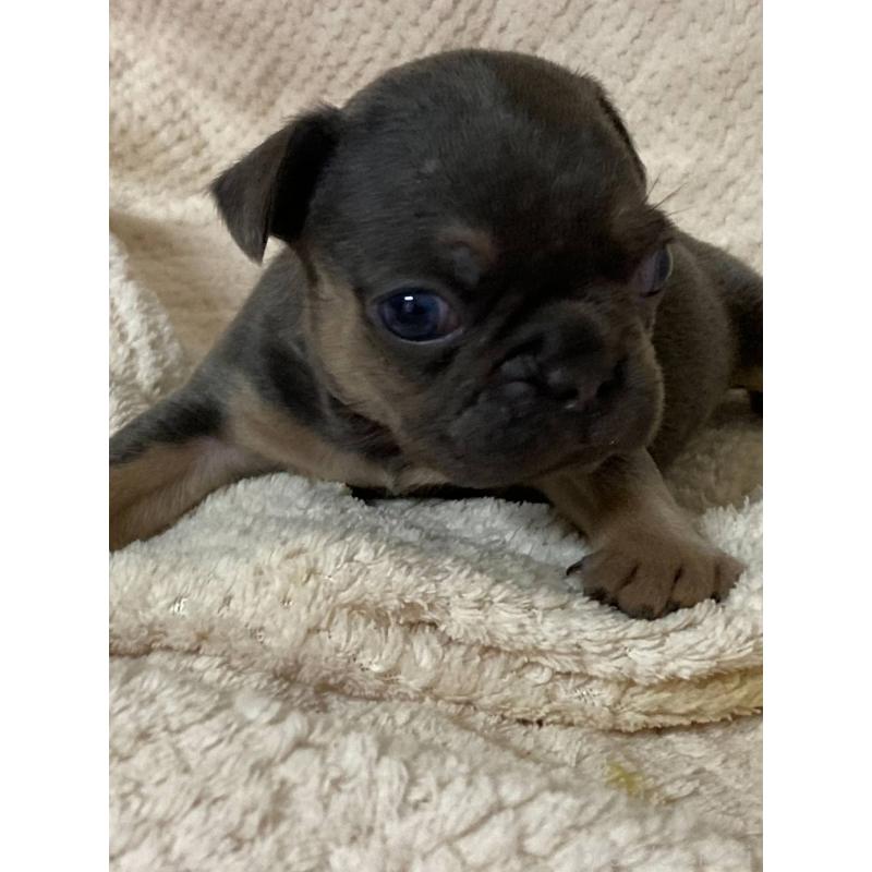 販売中の埼玉県のフレンチブルドッグ-444593の2枚目