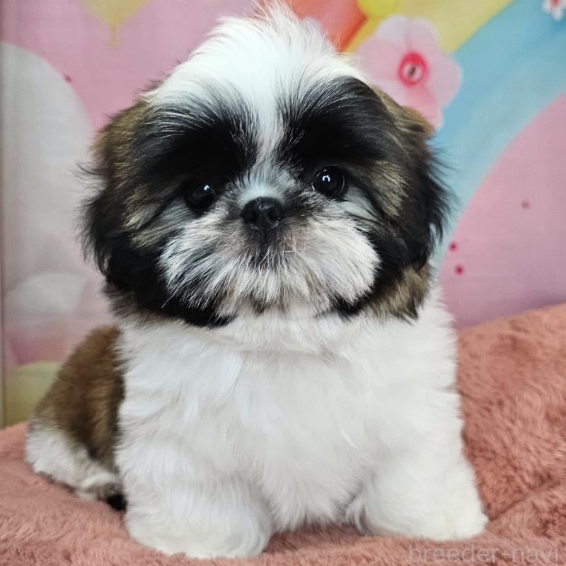 商談中の愛知県のシーズー-428583の17枚目