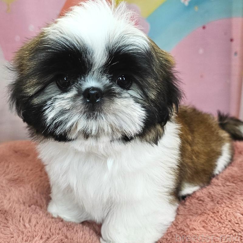 商談中の愛知県のシーズー-428583の16枚目