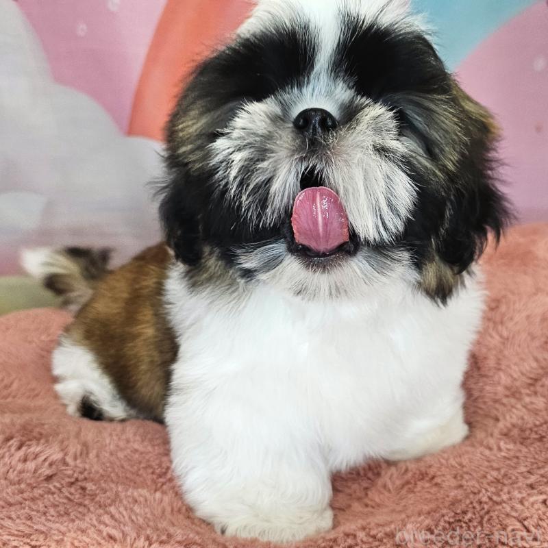 商談中の愛知県のシーズー-428583の15枚目