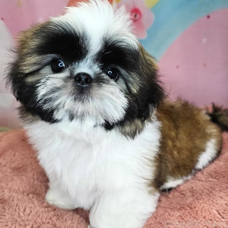 商談中の愛知県のシーズー-428583の14枚目