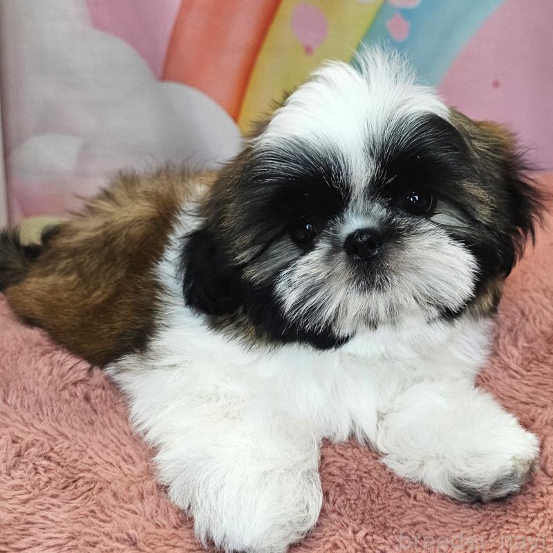 商談中の愛知県のシーズー-428583の13枚目