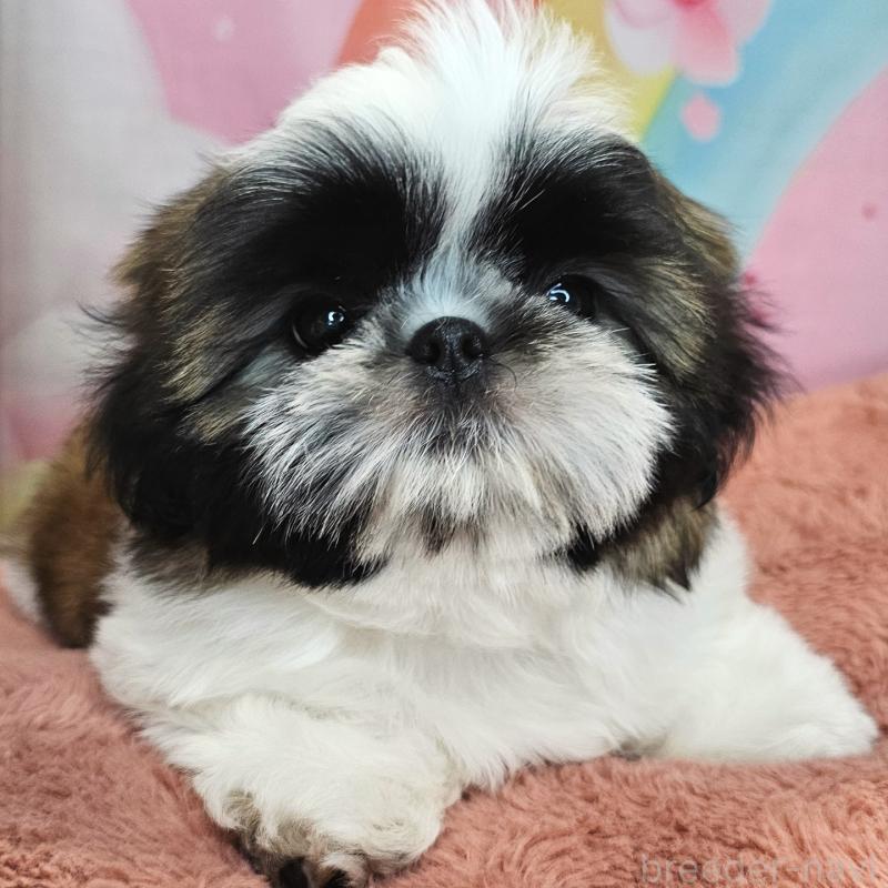 商談中の愛知県のシーズー-428583の11枚目