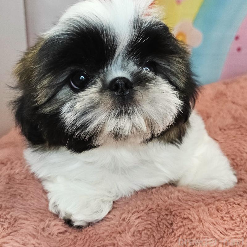 商談中の愛知県のシーズー-428583の9枚目