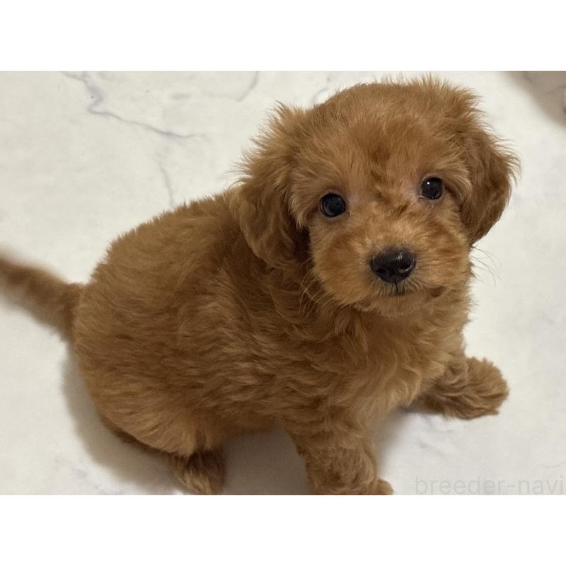 販売中の東京都のダップー:ミニチュアダックスフンド×トイプードル-442155