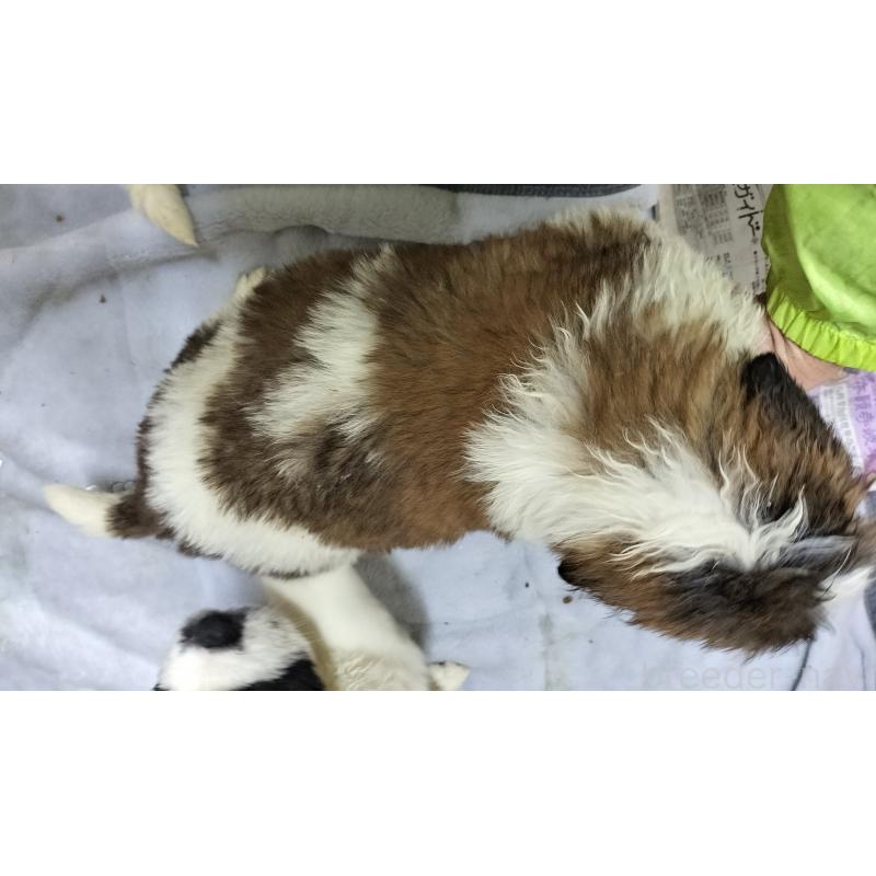 販売中の岐阜県のセントバーナード-444594の2枚目