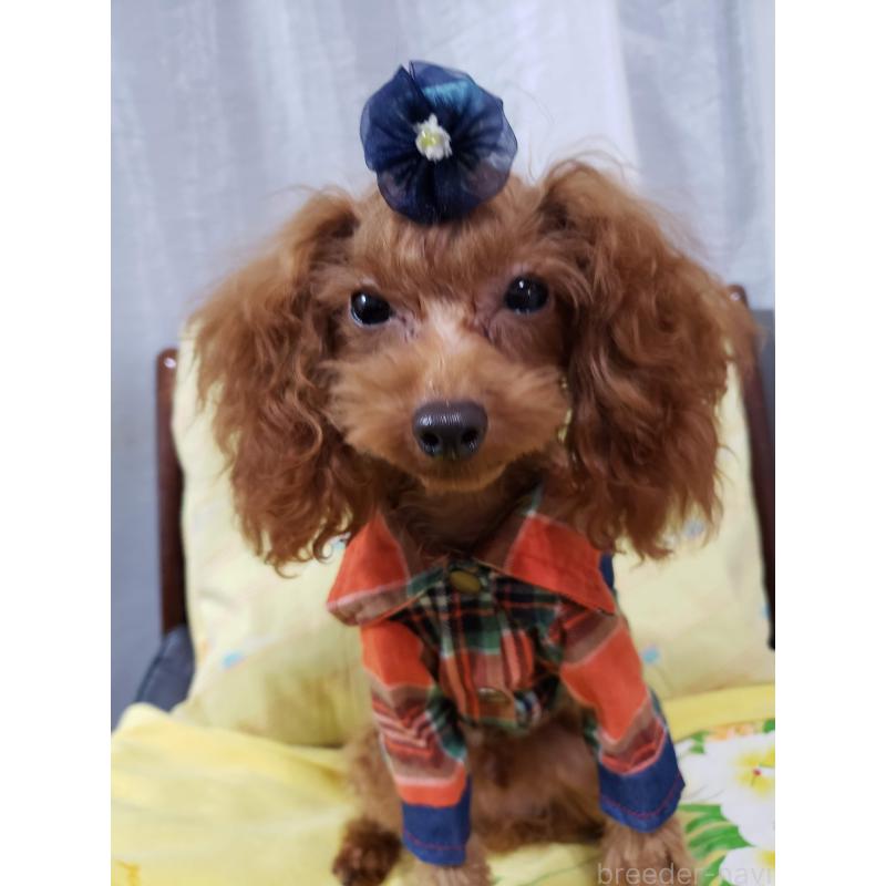 販売中の京都府のタイニープードル-396562の2枚目