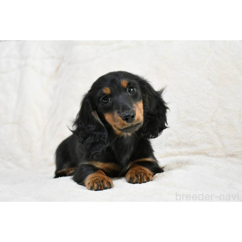 販売中の愛知県のカニンヘンダックスフンド(ロングヘアード)-444595の6枚目