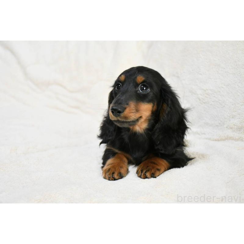 販売中の愛知県のカニンヘンダックスフンド(ロングヘアード)-444595の4枚目