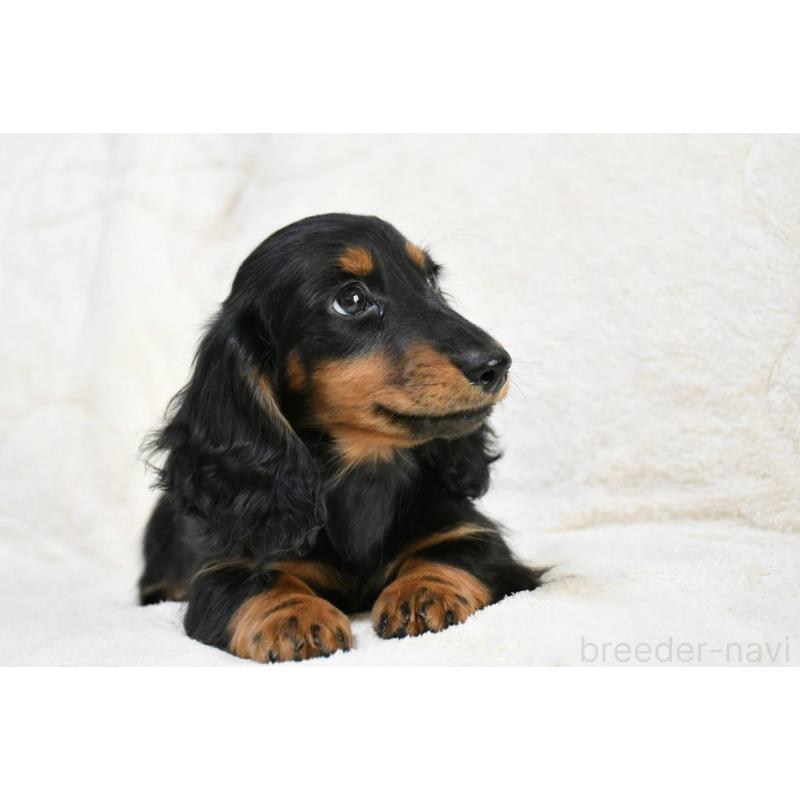 販売中の愛知県のカニンヘンダックスフンド(ロングヘアード)-444595の3枚目