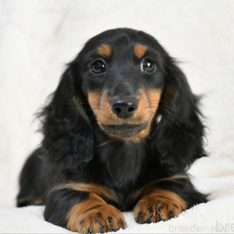 販売中の愛知県のカニンヘンダックスフンド(ロングヘアード)-444595